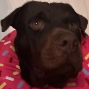 Meet your Posher, Nuffy